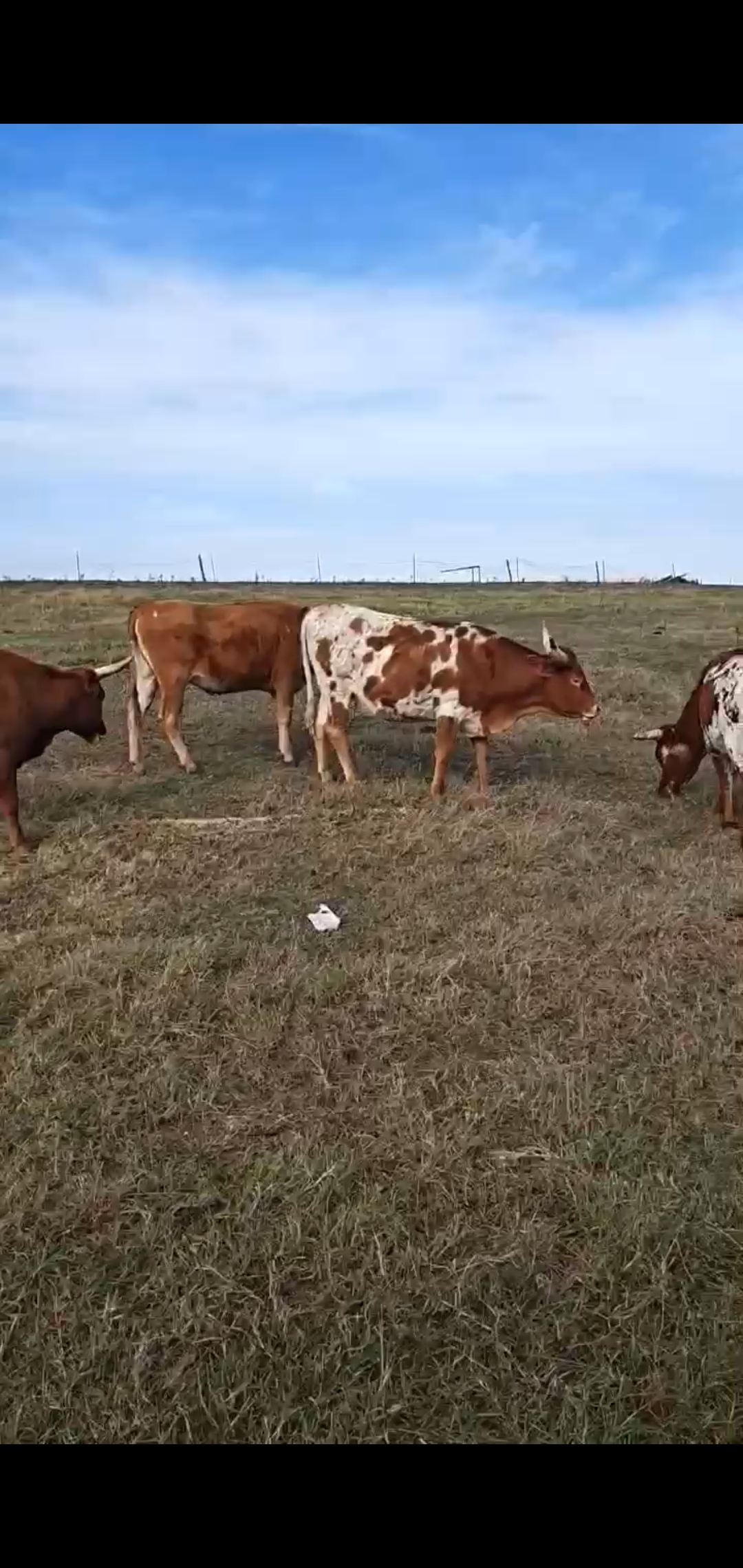 48 - Corriente Bred Heifers and Cows - Oklahoma